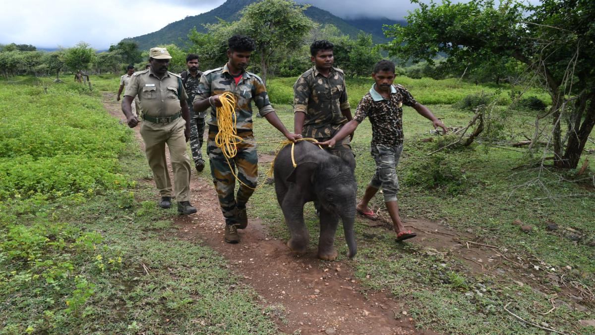 Elephant calf rescued from Sigurhalla River in the Nilgiris