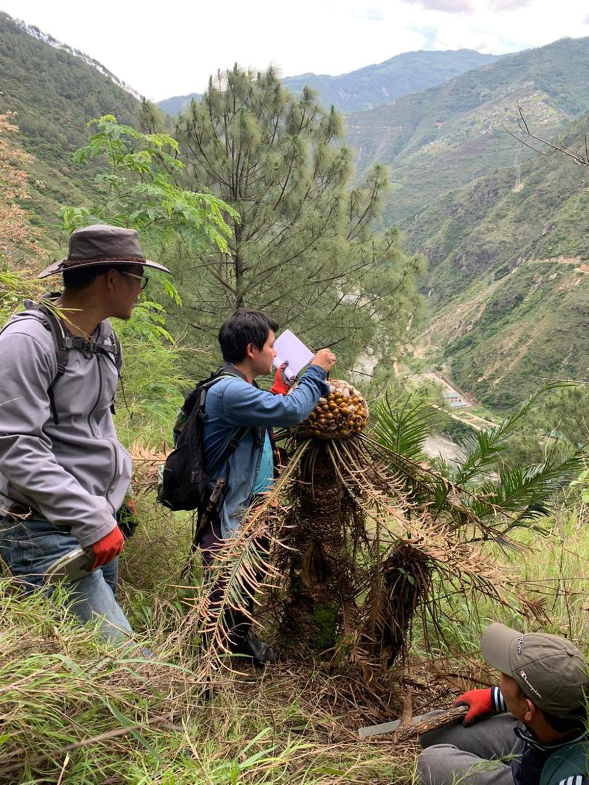 An evergreen, palm-like plant with a Jurassic link is under stress in Bhutan, a new study has said. 