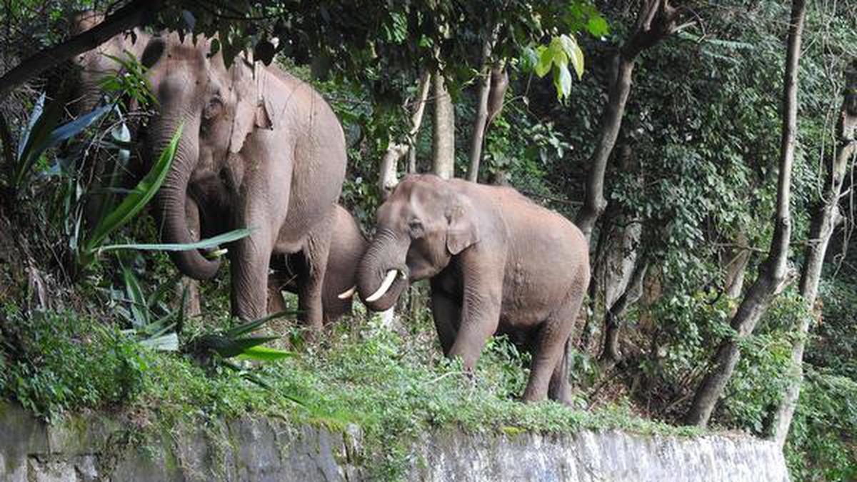 Supreme Court upholds 2011 Madras HC order on T.N. elephant corridor