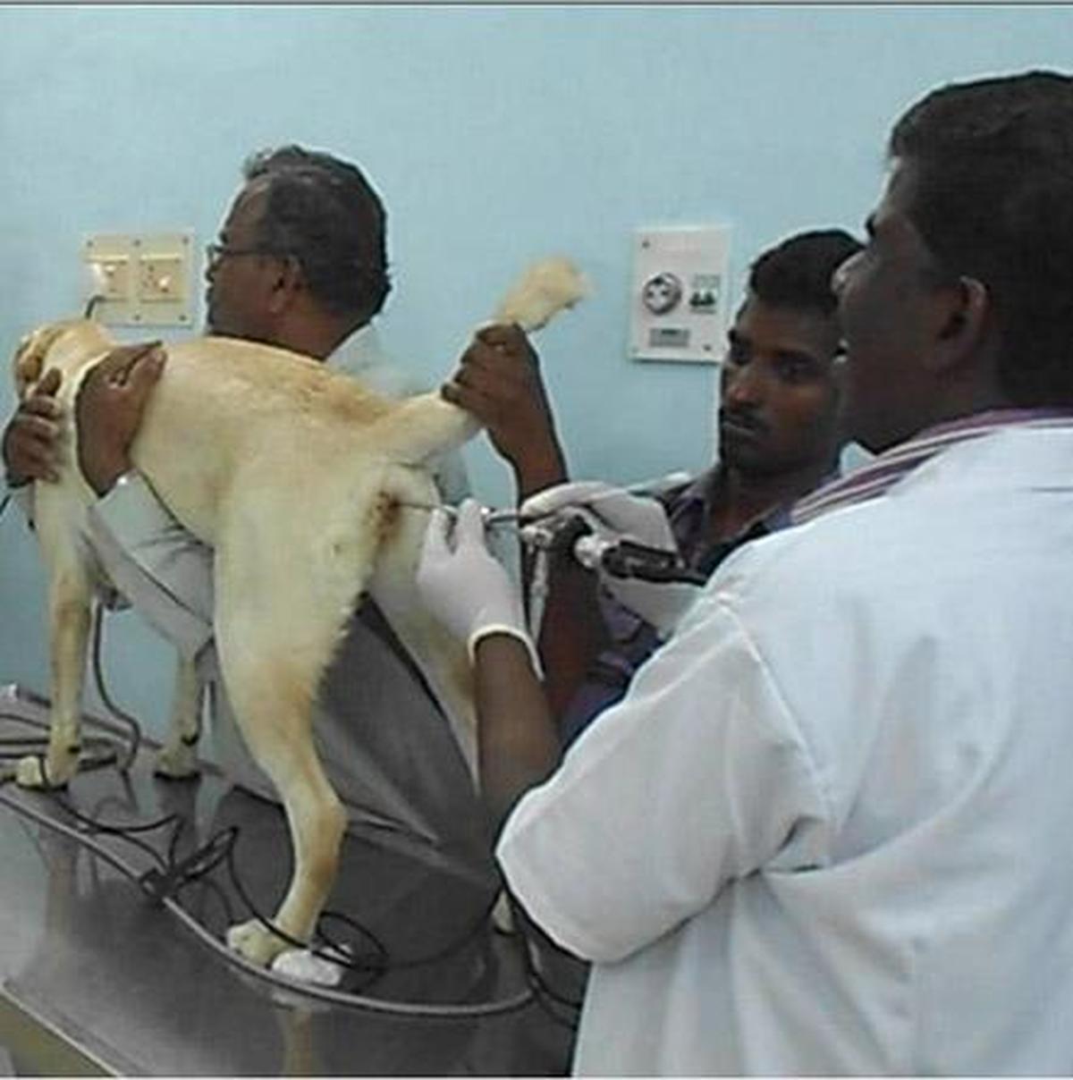 How Successful Is Artificial Insemination In Dogs