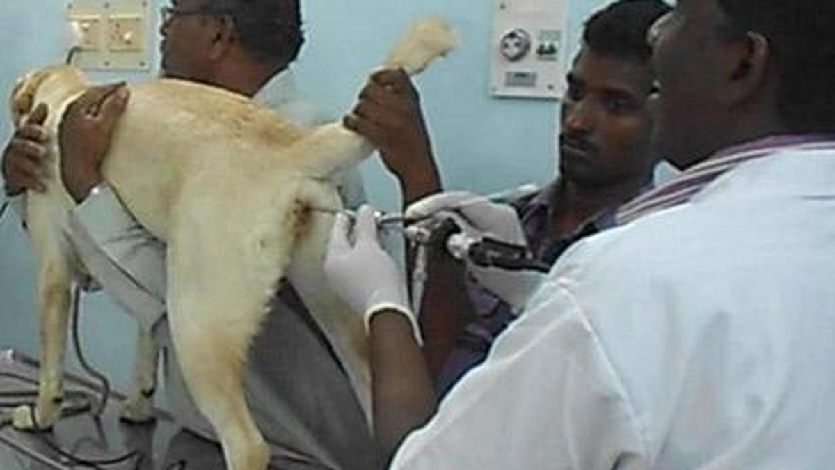 Veterinary College standardises technique for artificial insemination