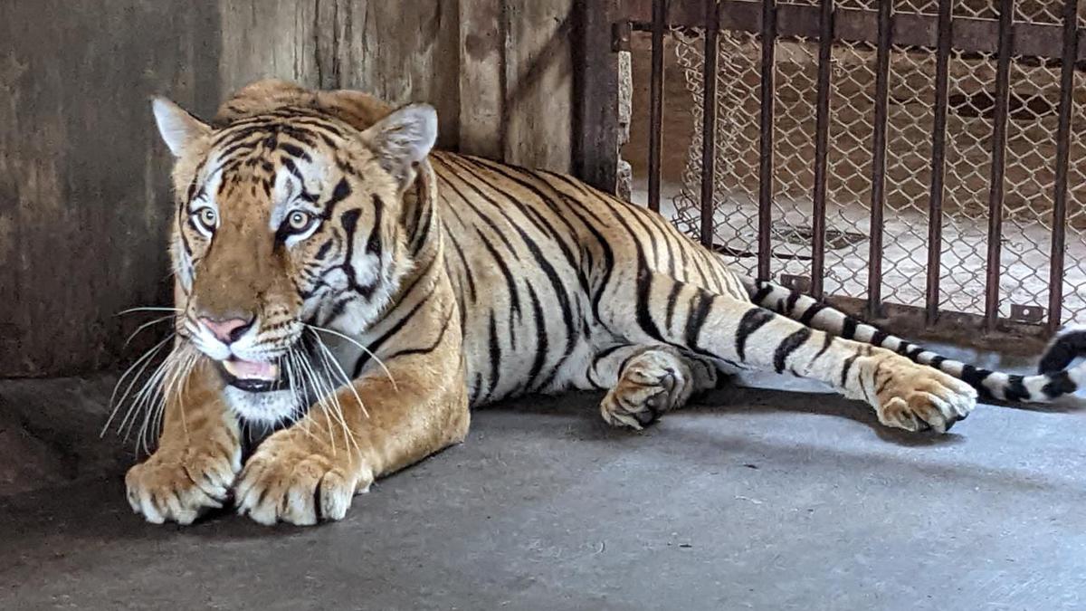 Vandalur zoo gets one more Bengal tiger - The Hindu