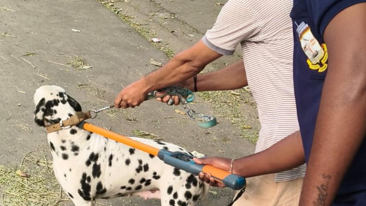 Greater Chennai Corporation begins checking pet licences