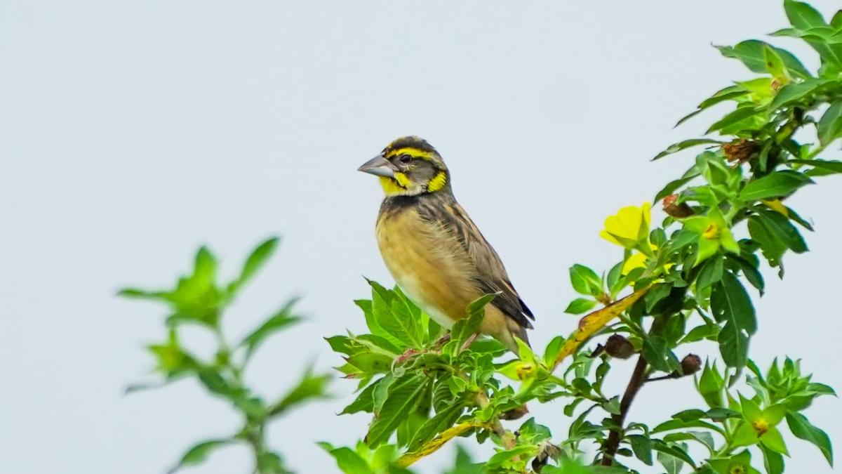 Black-breasted weaver spotted in Erode