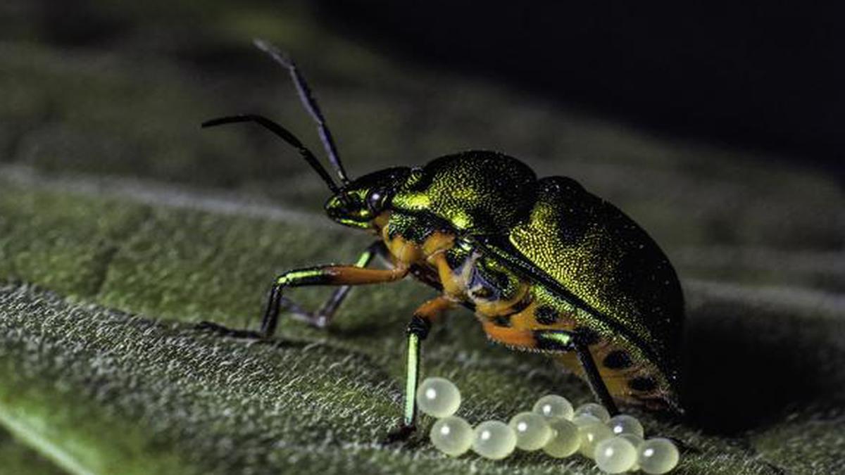 A film on award-winning macro photographer K Jayaram