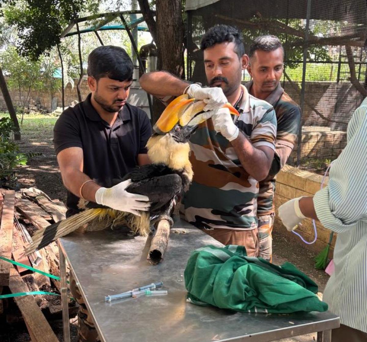 The rescued Great Hornbill at the avian recuperation centre of the Forest Department in Coimbatore