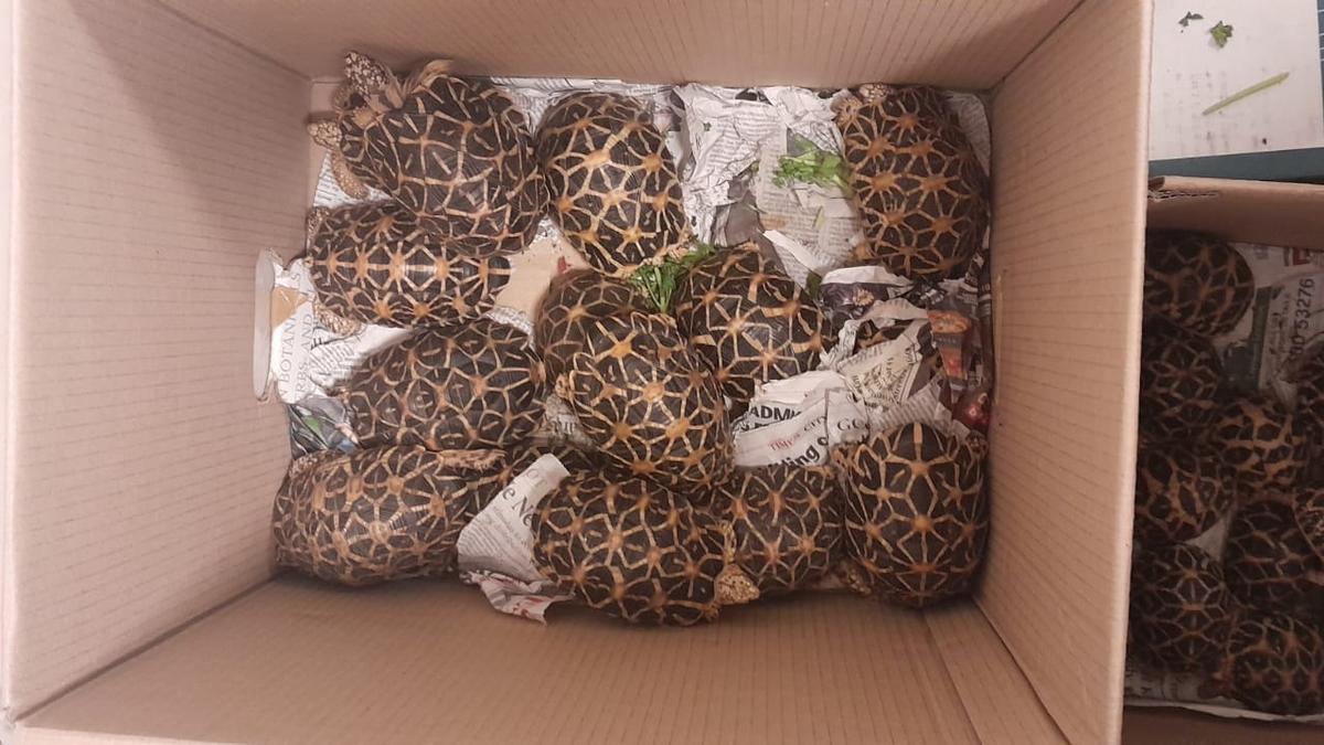 778 Indian Star Tortoises seized at Chennai airport, three arrested