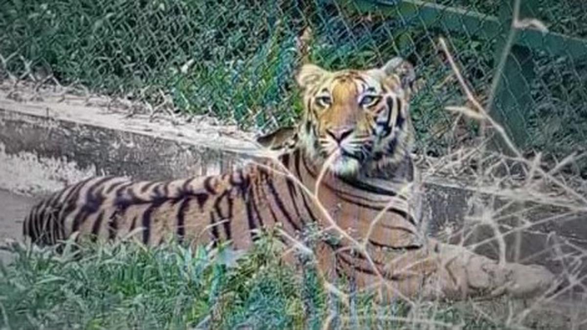 Panel assesses progress of tiger rewilding project 