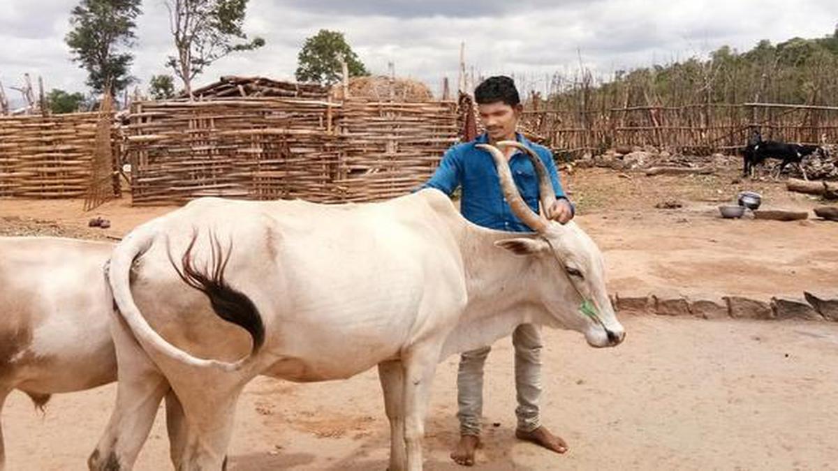 As dream crumbles, tribal student goes back to cattle rearing - The Hindu