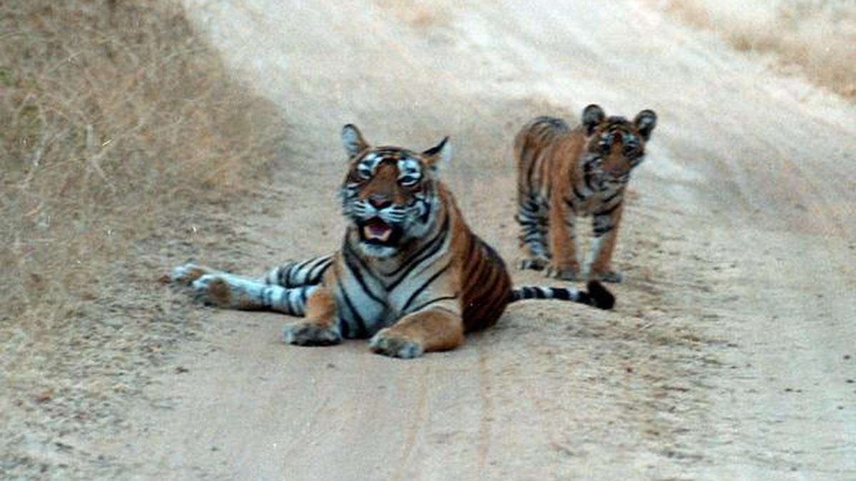 TN gets its fifth tiger reserve in Srivilliputhur - Megamalai