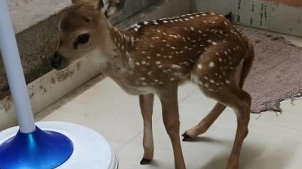 Goatherd rescues young spotted deer near Arakkonam