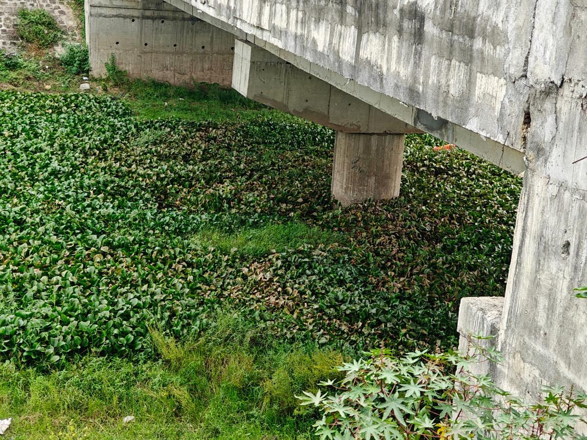 Water hyacinth is concern in Adyar River Water hyacinth is concern in Adyar River