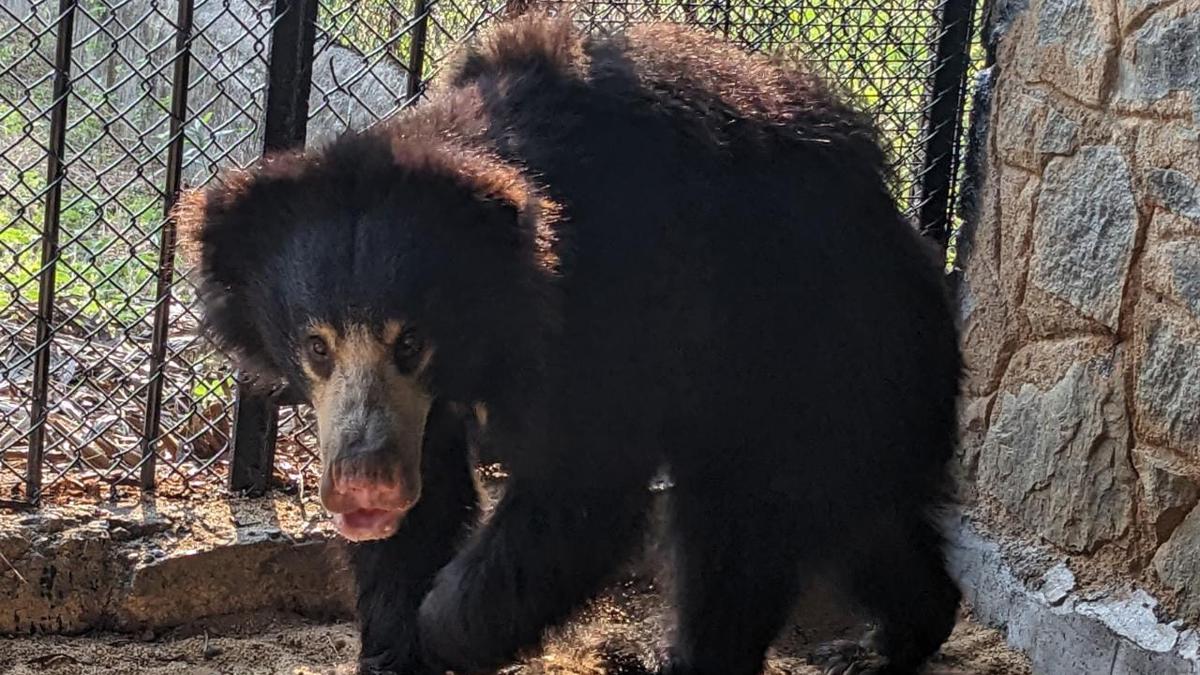 Vandalur zoo gets two new sloth bears