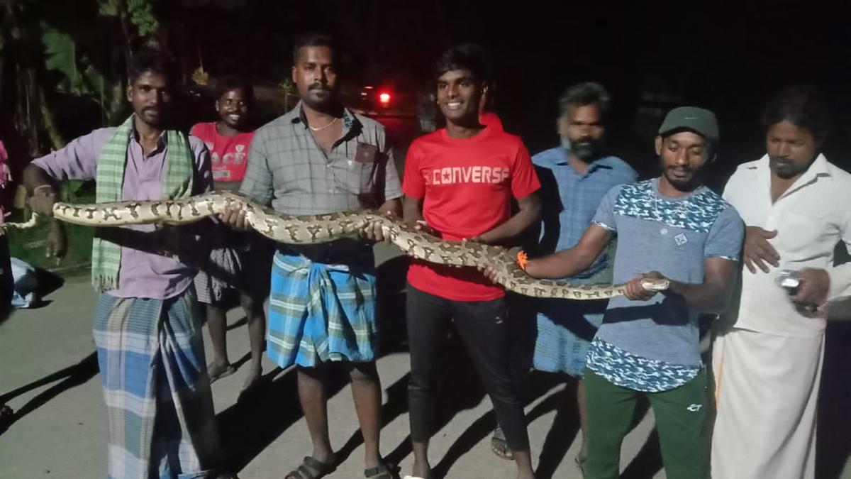 Two pythons rescued in Vellore - The Hindu