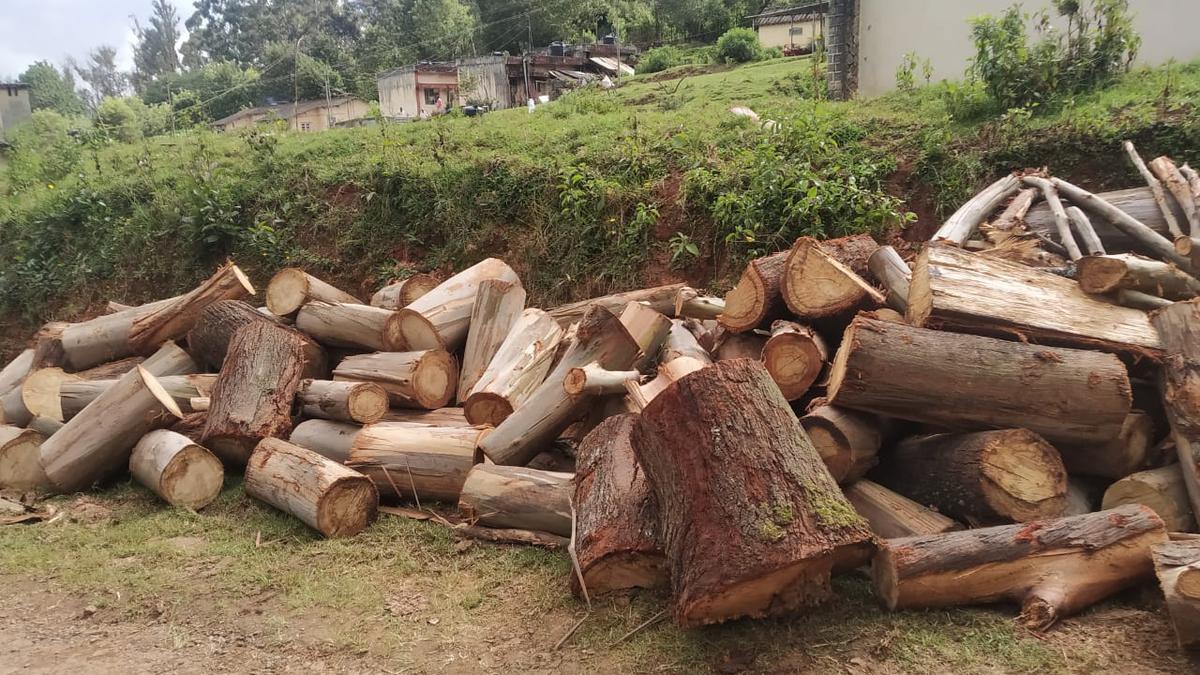 Three Forest Department staffers suspended for illegal tree felling on IISWC Udhagamandalam campus