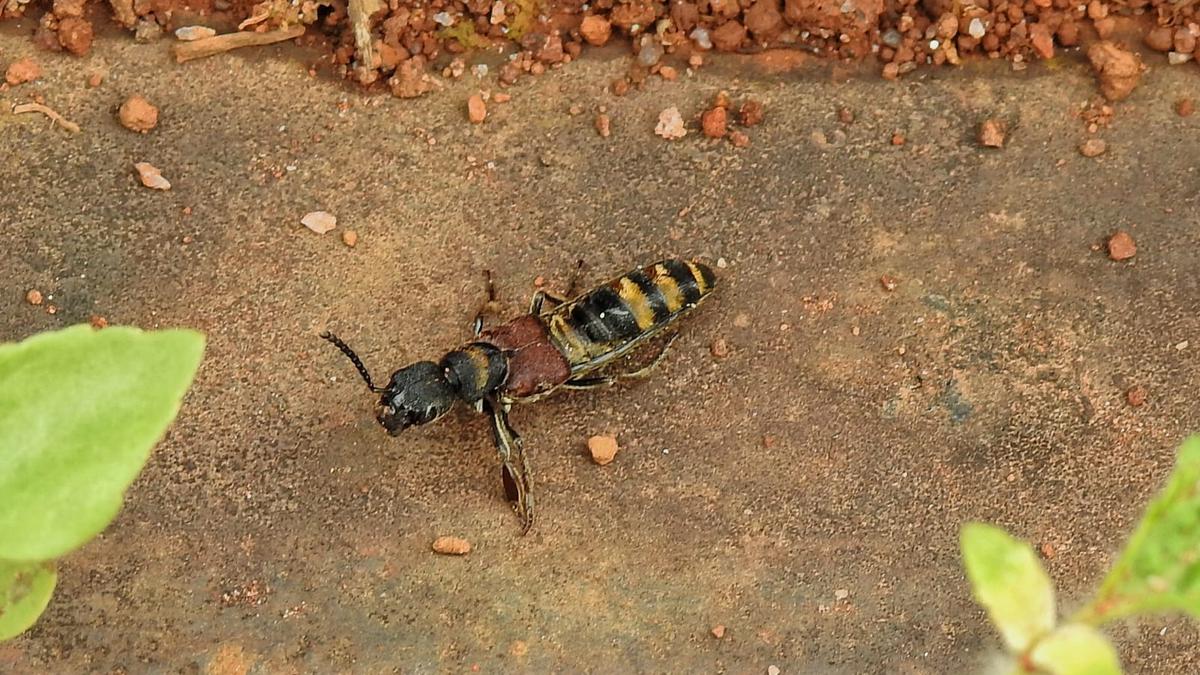 Rove beetle species, endemic to Western Ghats, ‘rediscovered’ after 120 years