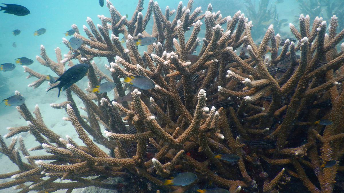 Stepping up efforts to conserve coral reefs that face many threats in Tamil Nadu coast