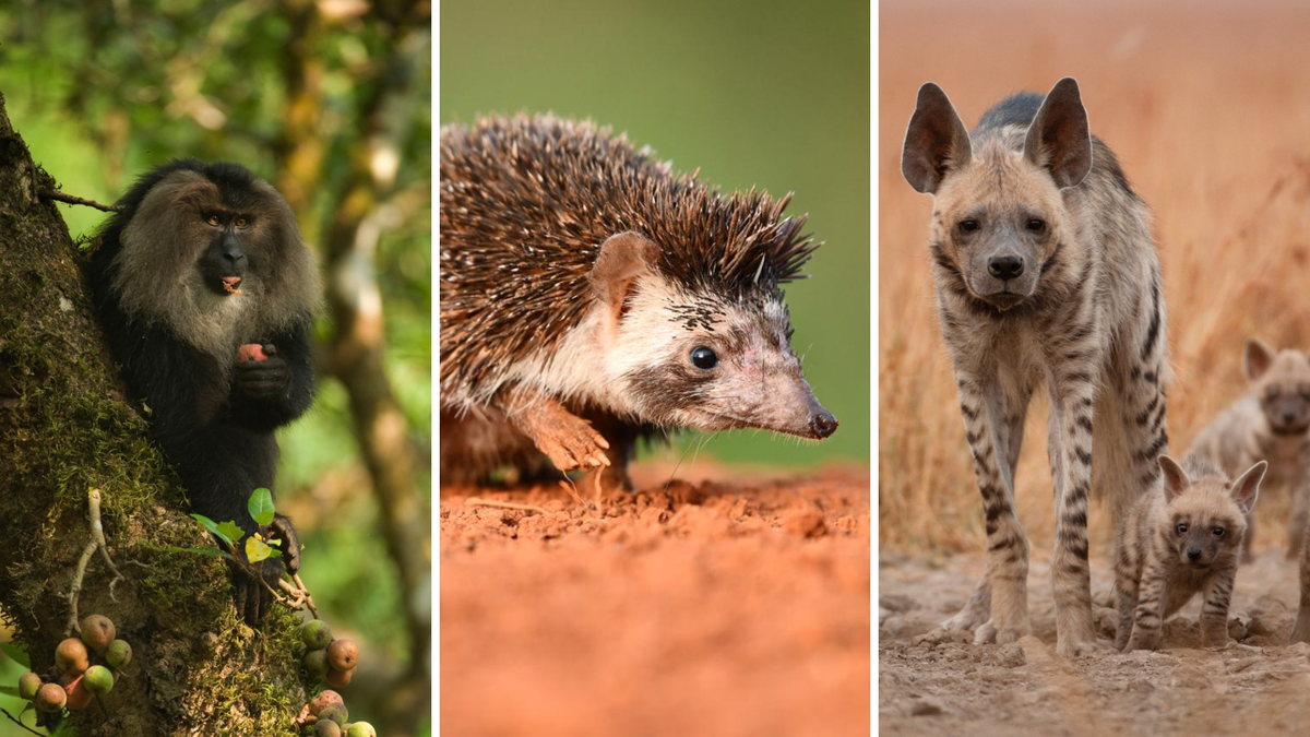 Tamil Nadu sanctions ₹1 crore for conservation of four lesser-known endangered species