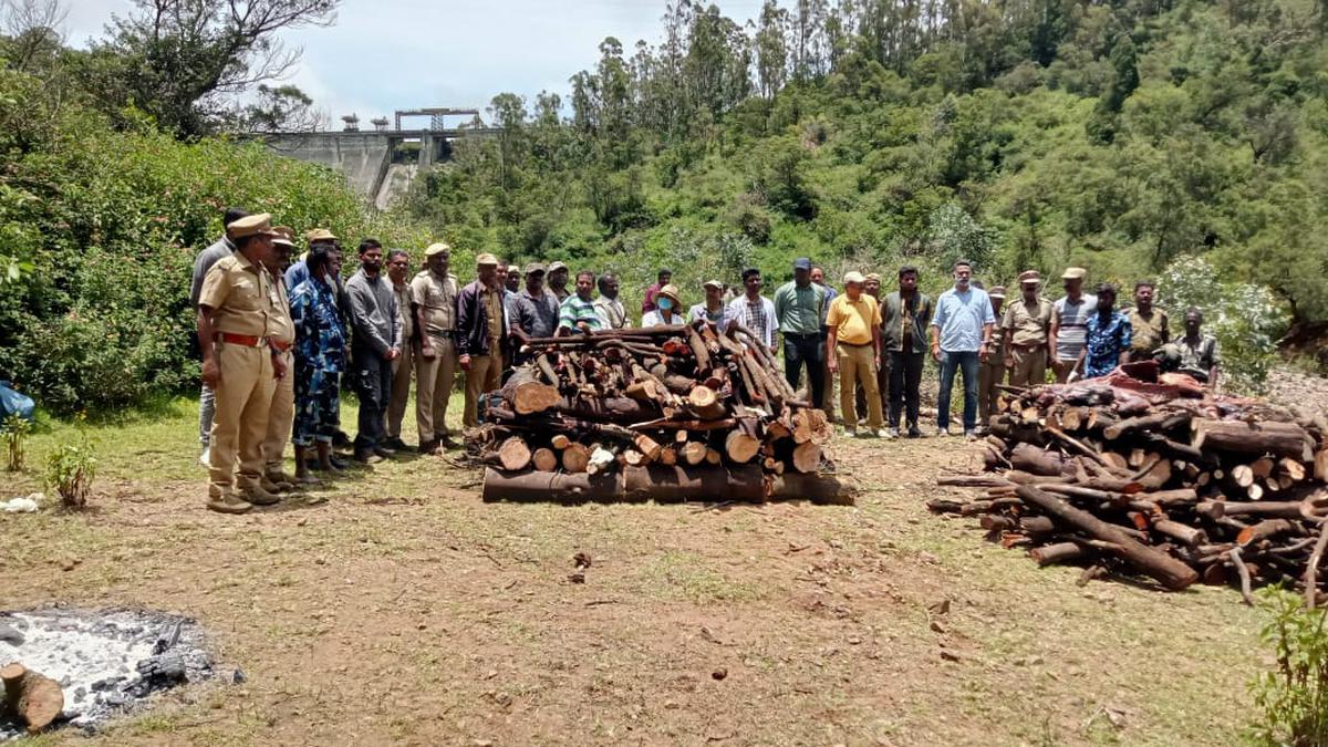 ‘Circumstantial evidence’ of poisoning found in tiger deaths in the Nilgiris