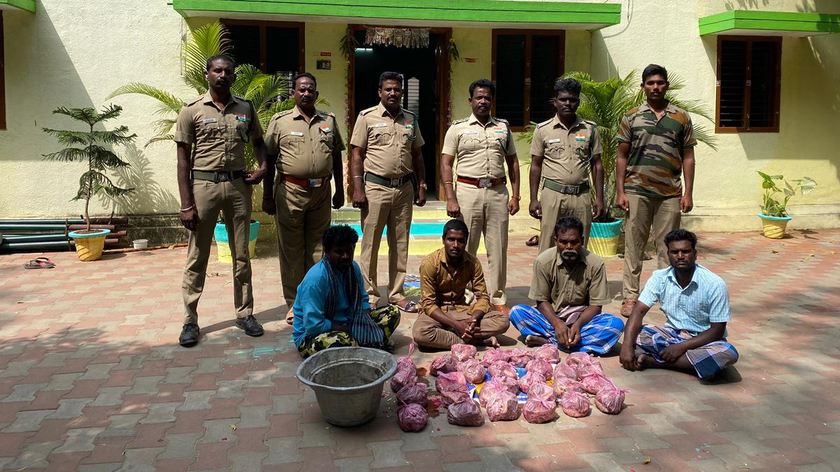 Four farmers arrested for selling wild boar meat in Tiruvannamalai