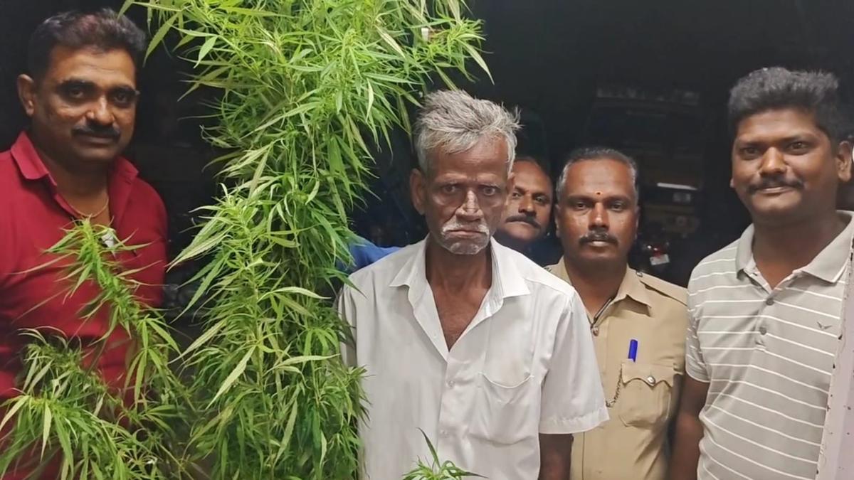 Farmer arrested for growing ganja plants in farmland near Gudiyatham in Vellore