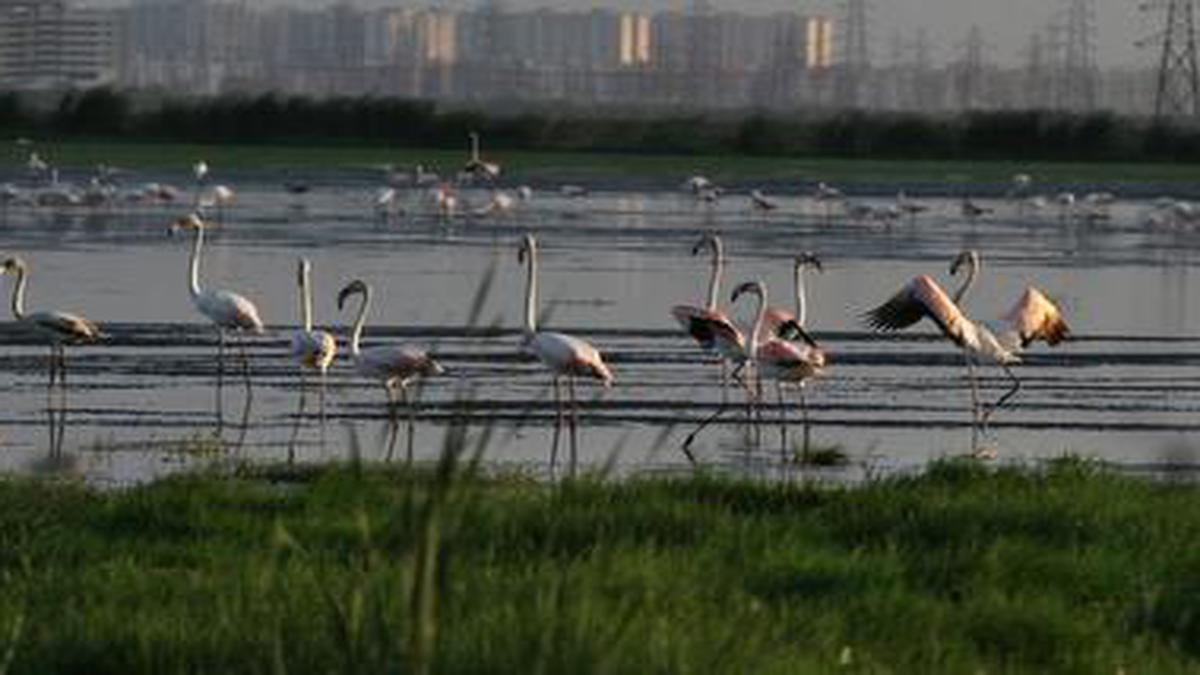 Sunday Special | Saving wetlands in Tamil Nadu from extinction - The Hindu