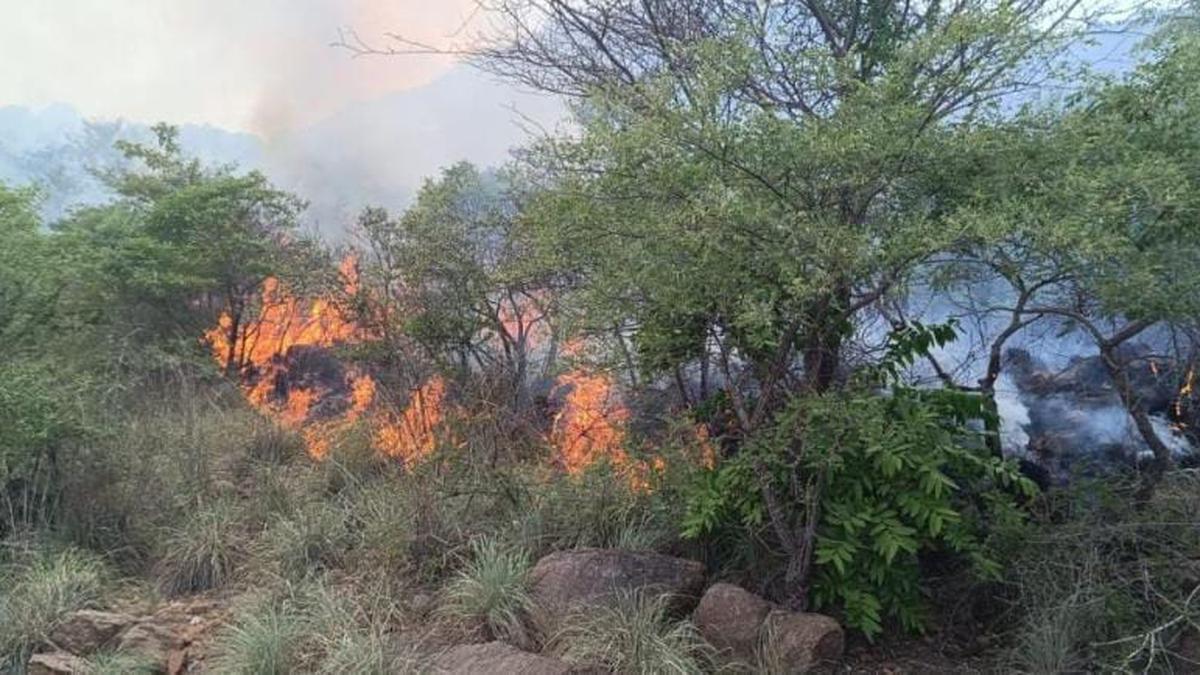 Fire breaks out in Annamalai hills in Tiruvannamalai