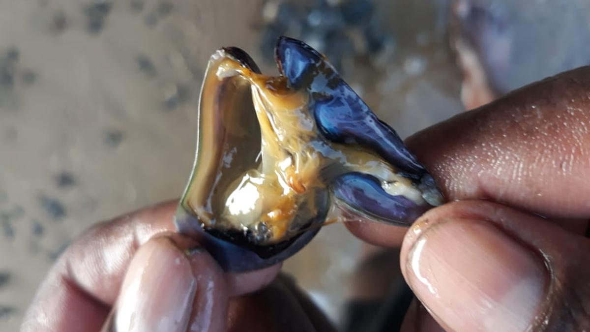 Fishermen raise concern over invasive species of mussel in Ennore and Pulicat