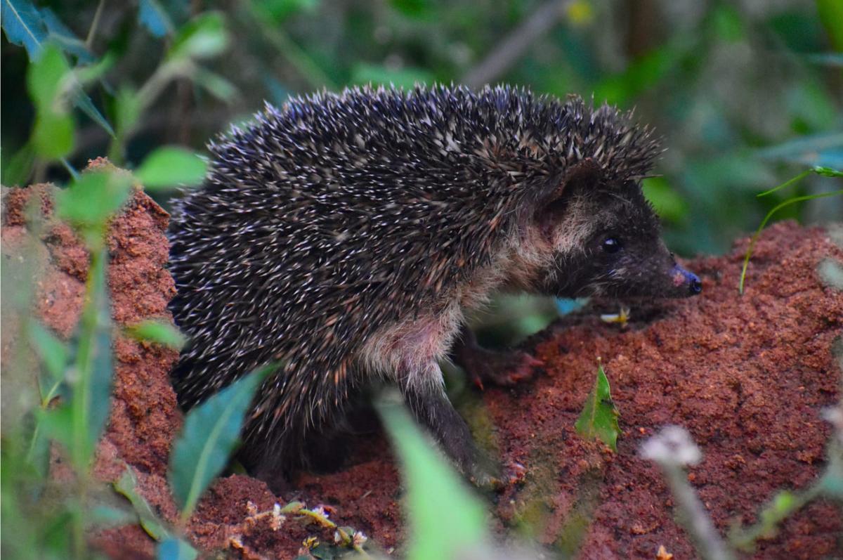 Madras hedgehog Madras hedgehog