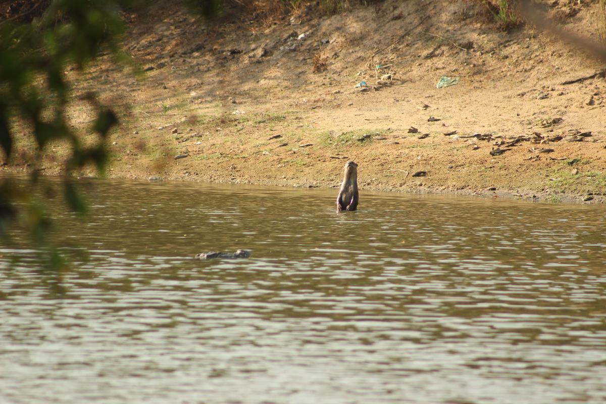 An otter and freshwater crocodile seen in the Cauvery.