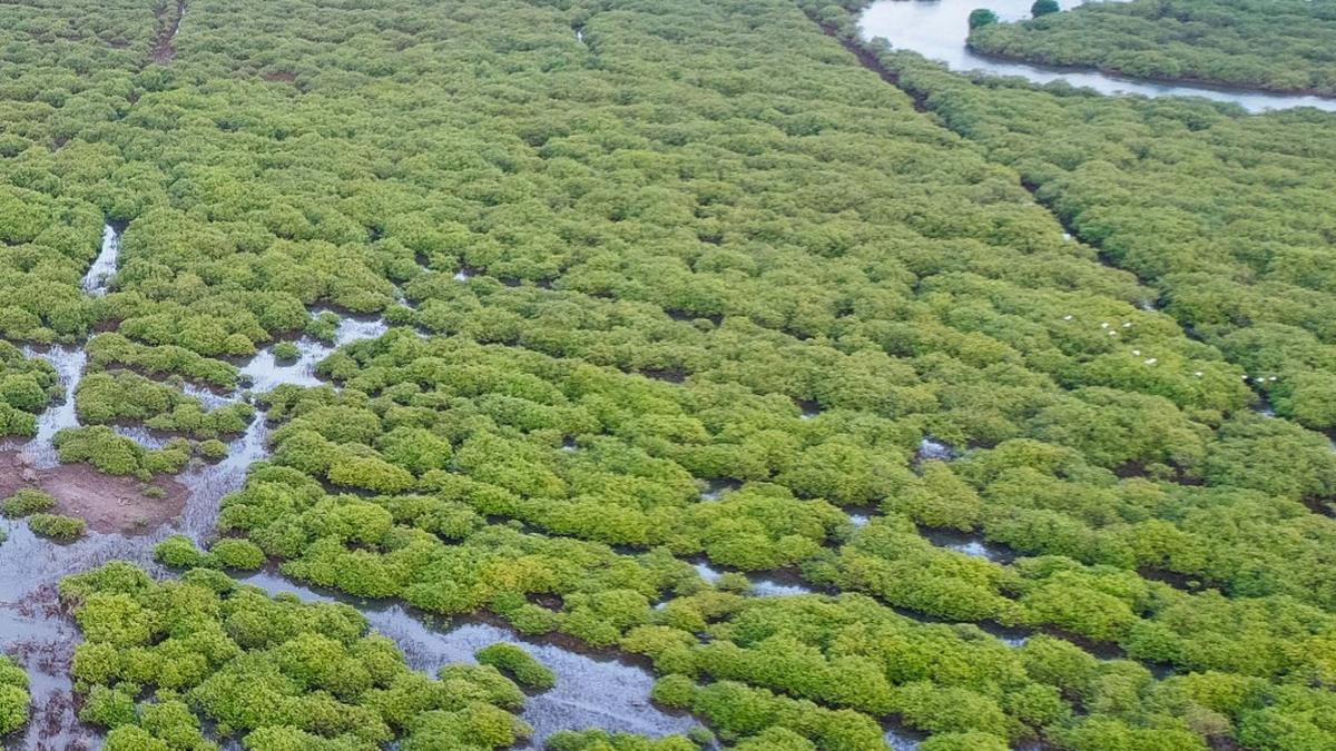 Village mangrove councils in Tamil Nadu to handle World Bank funds for mangrove plantation