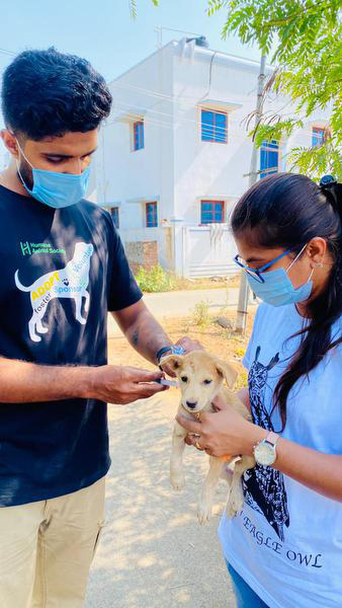 Explained | Ancovax - India's first COVID-19 vaccine for animals - The Hindu
