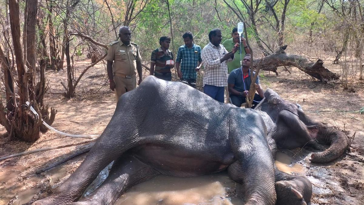 Ailing wild elephant being treated at Sathyamangalam