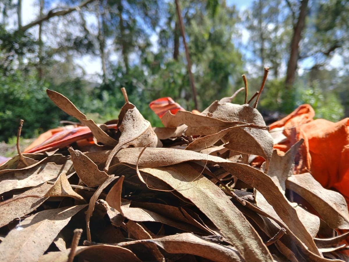 Dried eucalyptus leaves being readied to be made into eucalyptus oil at a shed in Udhagamandalam