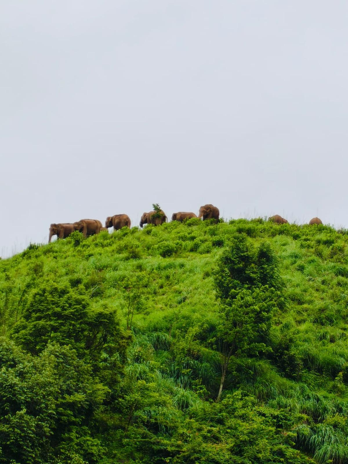 The Forest department is holding discussions with estate managers, local residents, and politicians in an attempt to convince them to remove fences preventing elephant movement in certain areas The Forest department is holding discussions with estate managers, local residents, and politicians in an attempt to convince them to remove fences preventing elephant movement in certain areas