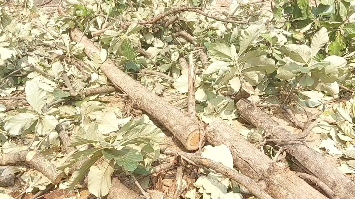 Headmaster suspended for not getting prior nod to cut teakwood trees on school campus in Tirupattur