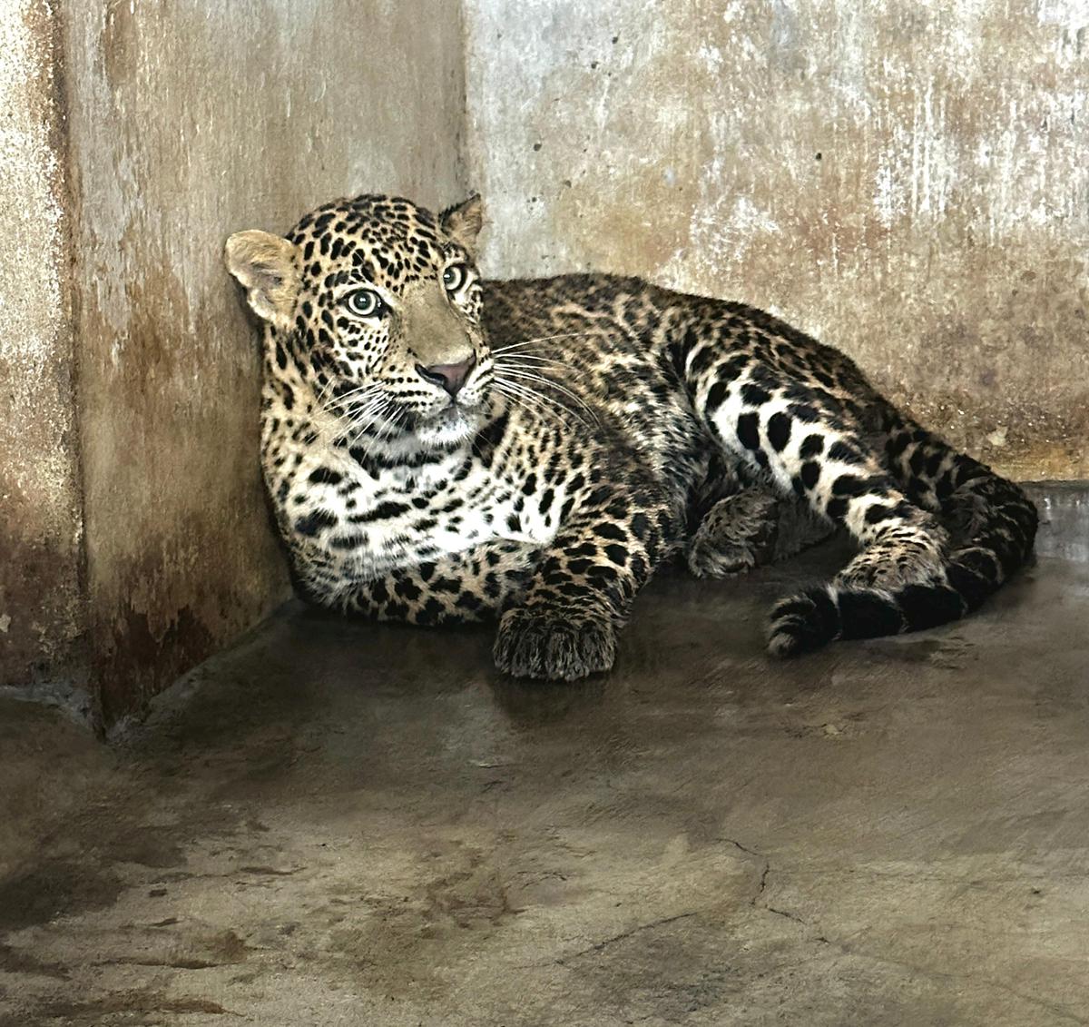 Leopard found dead in Kozhikode, Kozhikode