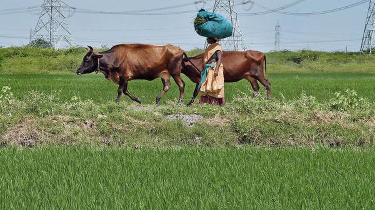 Budget 2020 | Nirmala Sitharaman proposes 16-point action plan to boost agriculture, farmers’ welfare