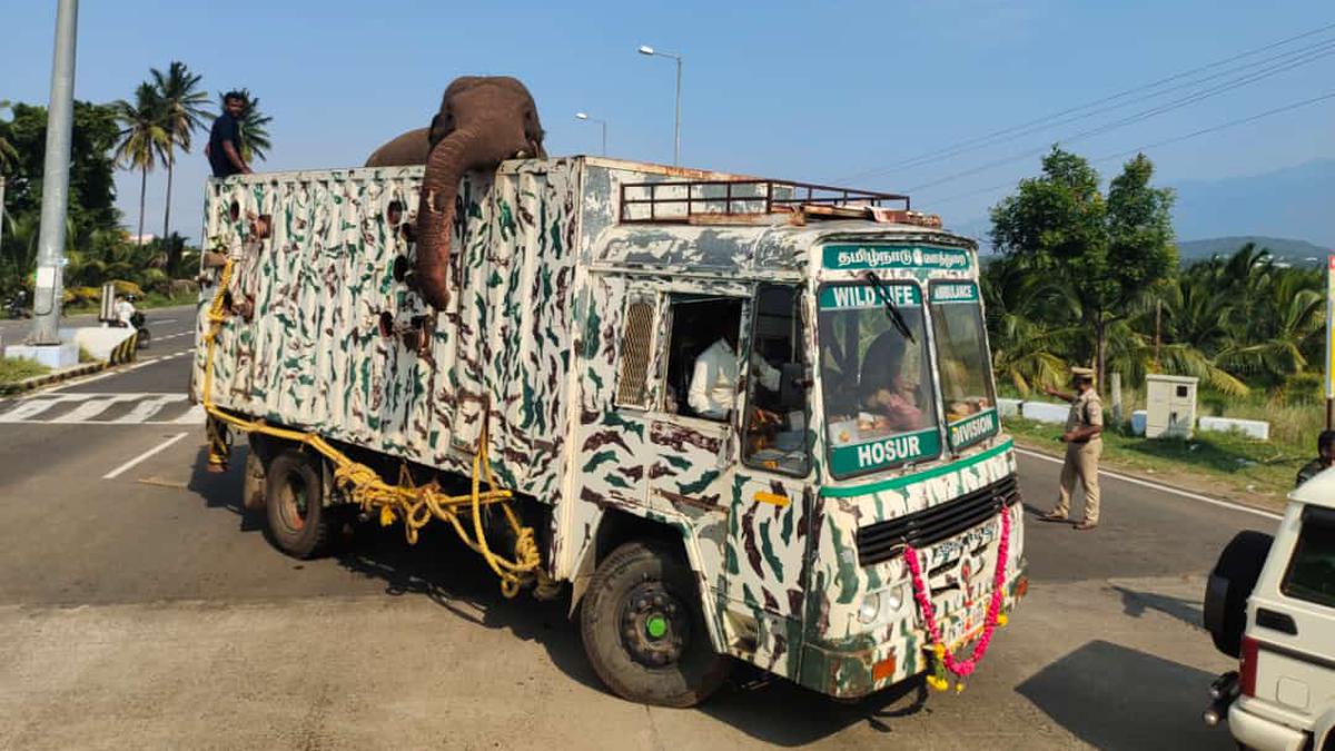 Elephant Arikompan captured in Theni district; to be shifted to Kalakad Mundanthurai Tiger Reserve