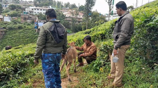 Indian gaur calf reunited with herd in Coonoor