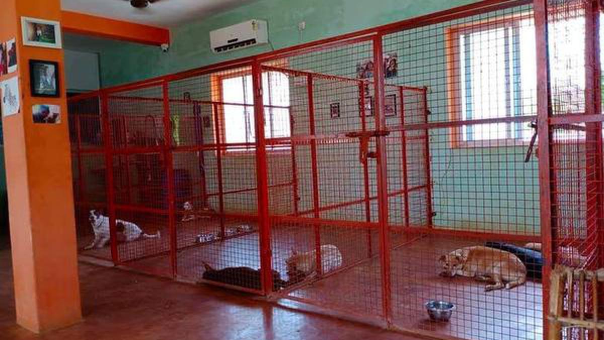 Consider framing regulations for pet boarding facilities in the State, HC directs T.N. Govt