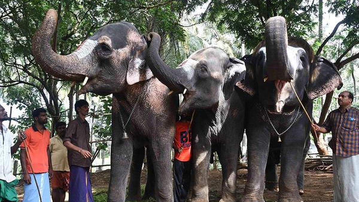 Bonding time for three elephants at Tamil Nadu’s Thekkampatti