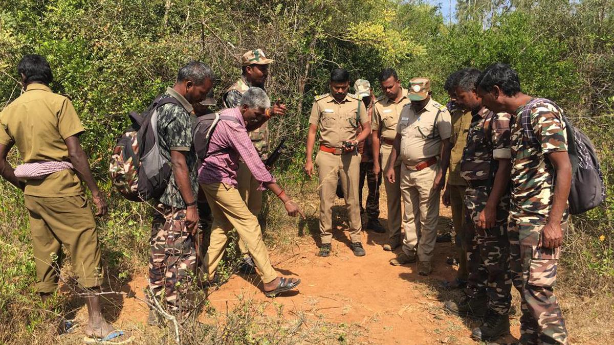Elephant Karuppan found with herd at Talavadi Hills reserve forest