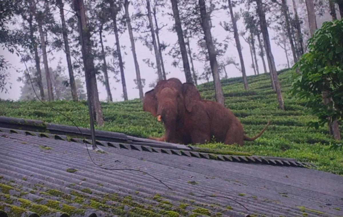 Elephant experts and conservationists from the Nilgiris said that, if verified, the blockages to elephant movement could be highly detrimental to the future of the Asian elephant in the region Elephant experts and conservationists from the Nilgiris said that, if verified, the blockages to elephant movement could be highly detrimental to the future of the Asian elephant in the region