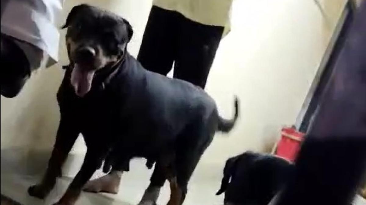 Three arrested in Chennai after their pet Rottweilers attack 5-year-old girl, her mother