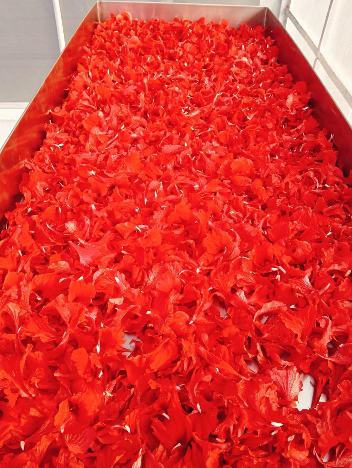 Five to six kilograms of fresh flowers are converted to 900-950 grams of dried petals by sun drying them in the solar drier for 24 hours