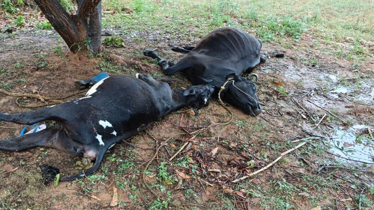 Lightning Injures Father Son Kills Three Cows In Tirupattur The Hindu