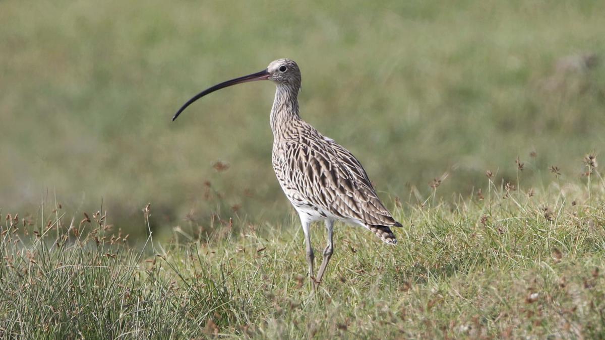 Bird census: 150 species recorded in Villupuram district