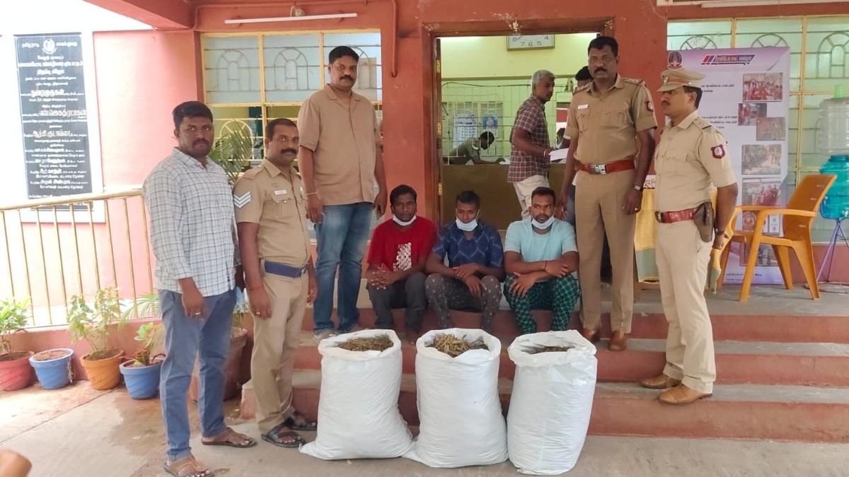 Police seize 35 kg ganja in Ranipet; three held