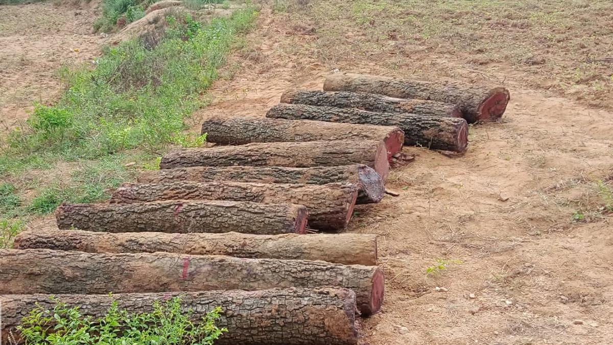 Farmer arrested, 11 red sanders logs seized from him near Gudiyatham